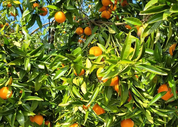 Casa vacanze Casa Carini *